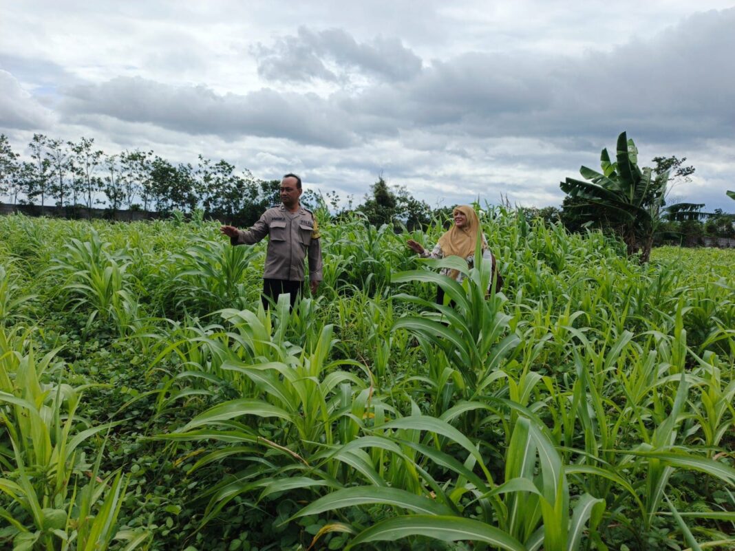 Bhabinkamtibmas Dampingi Petani Jagung di Campaka