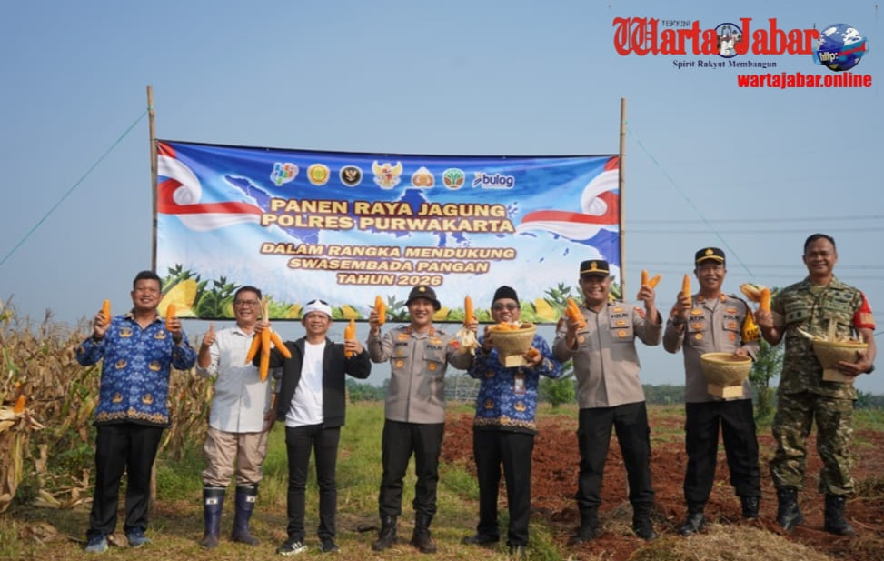 Panen Raya Jagung di Campaka, Polres Purwakarta Perkuat Dukungan Swasembada Pangan Nasional