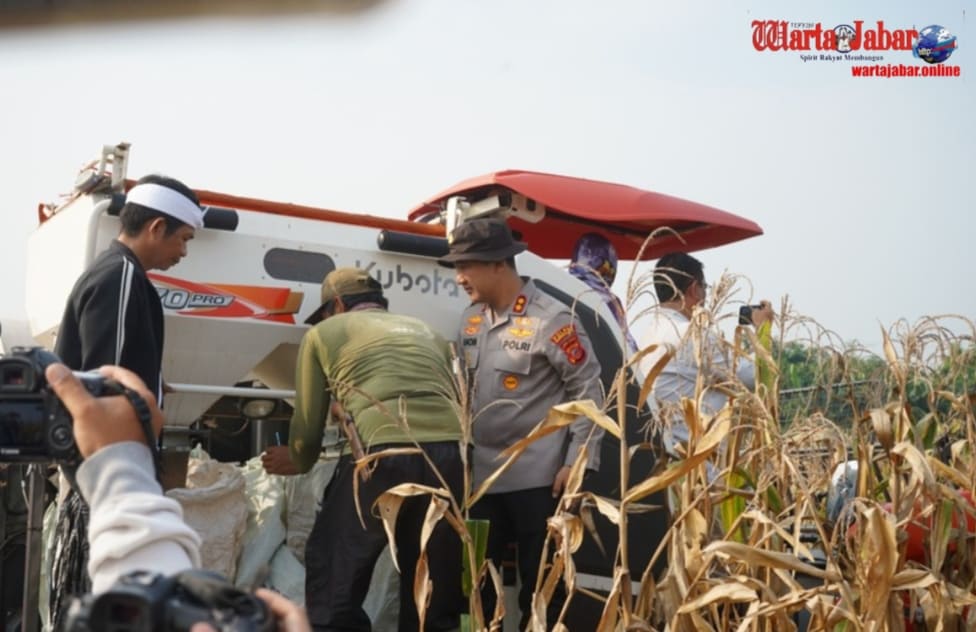 Bupati dan Kapolres Purwakarta Panen Raya Jagung di Campaka, Dorong Swasembada Pangan dengan Teknologi Pertanian Modern