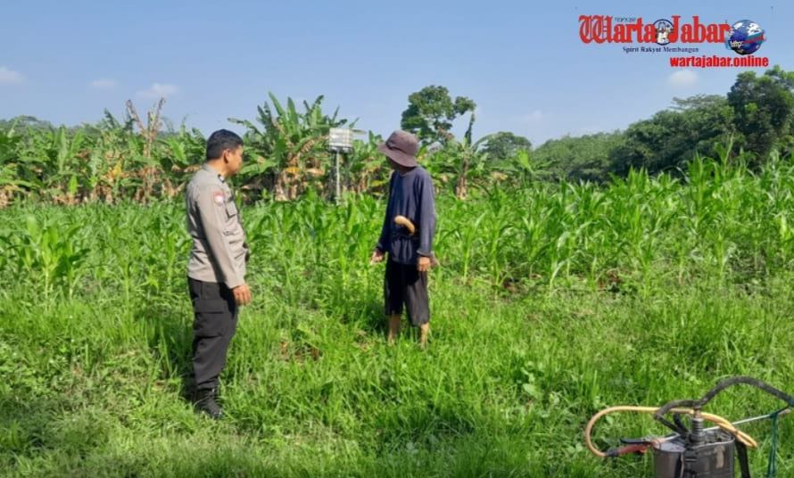 Bhabinkamtibmas Polsek Cibatu Dampingi Petani Jagung Hibrida, Bahas Perawatan dan Jadwal Pemupukan