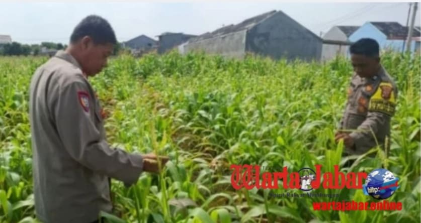 Polsek Klari Monitoring Tanaman Jagung Usia 50 Hari, Perkuat Dukungan Swasembada Pangan Nasional