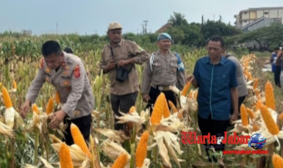 Polri-TNI dan Pemerintah Kecamatan Klari Bersinergi Kembangkan Jagung Hibrida untuk Ketahanan Pangan Nasional